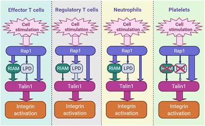 The Connection Between Rap1 and Talin1 in the Activation of Integrins in Blood Cells